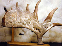 Carved Moose Antler